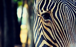 Zebra Closeup Look Wallpaper Download