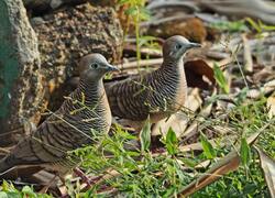 Zebra Dove Image Download