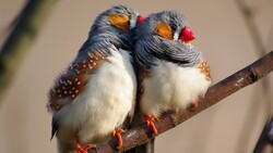 Zebra Finch Bird HD Wallpaper