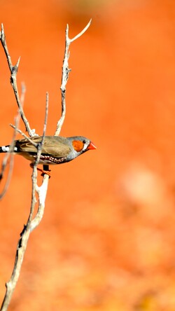 Zebra Finch Bird