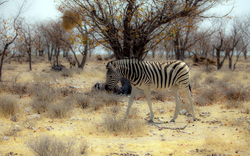 Zebra Grazing In The Jungle