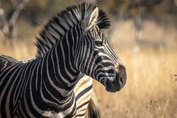 Zebra on Brown Grass 5K